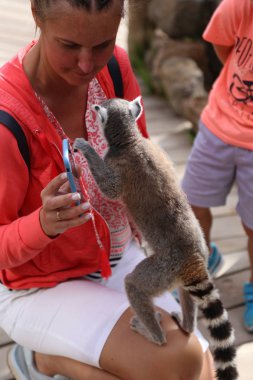 Lemur küçük komik hayvan memeli Afrika insanlarla