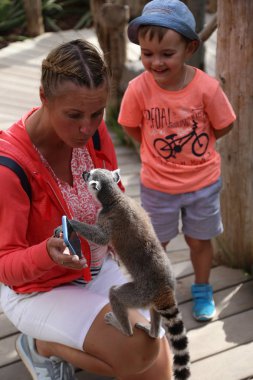 Lemur küçük komik hayvan memeli Afrika insanlarla