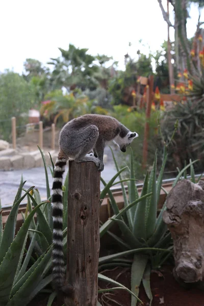 Lemur Kleine Lustige Tier Säugetier Afrika Madagascar — Stockfoto