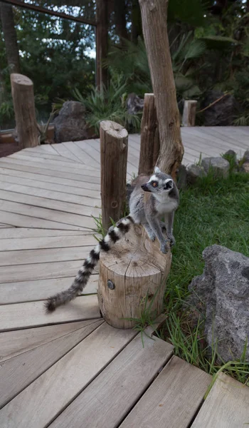 Lemur Small Funny Animal Mammal Africa Madagascar — Stock Photo, Image