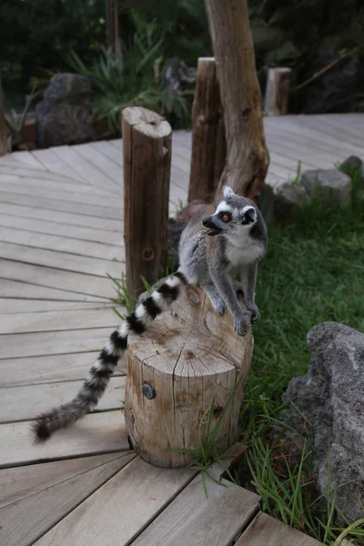 Λεμούριος Μικρό Αστείο Ζώο Θηλαστικό Αφρική Μαδαγασκάρη — Φωτογραφία Αρχείου