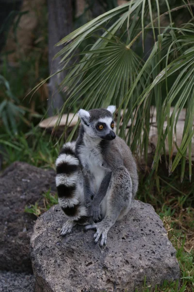 Lemur Små Roliga Djur Däggdjur Afrika Madagaskar — Stockfoto