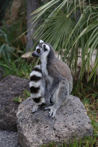Lemur Small Funny Animal Mammal Africa Madagascar — Stock Photo, Image