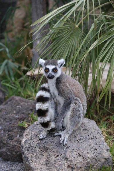 Lemur Small Funny Animal Mammal Africa Madagascar — Stock Photo, Image