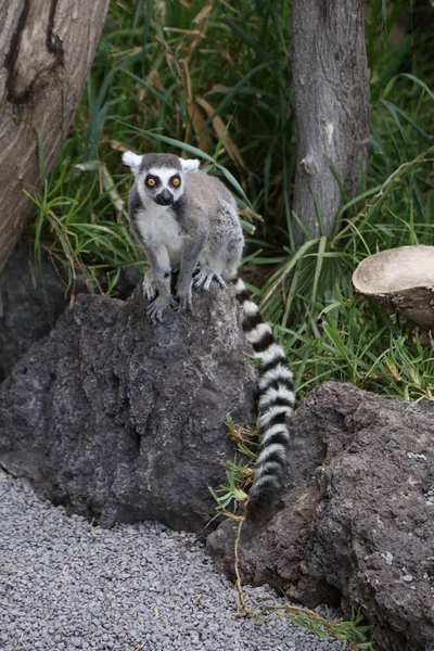 Lemur Pequeño Animal Divertido Mamífero África Madagascar — Foto de Stock