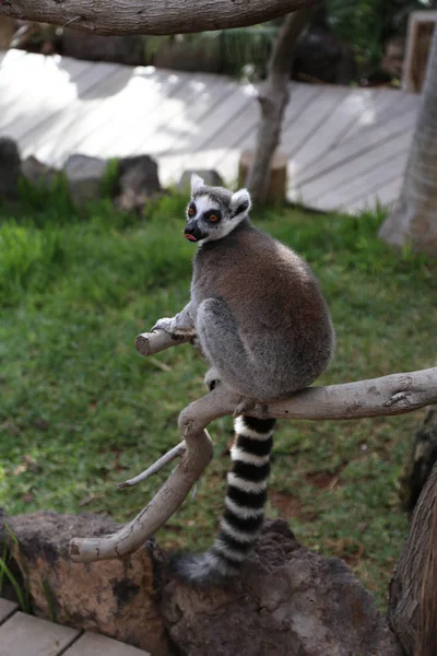 Maki Klein Grappige Dierlijke Zoogdieren Afrika Madagaskar — Stockfoto