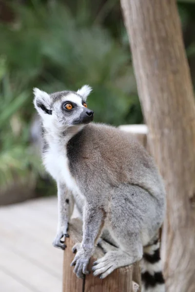 Lemur Små Roliga Djur Däggdjur Afrika Madagaskar — Stockfoto