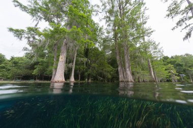 ABD dalgıçlar sualtı mağaraları Florida Jackson Blue dalış Mağarası
