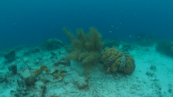 Vida Coralina Caribe Mar Bonaire Isla Buceo Submarino 1080P Video — Vídeo de stock