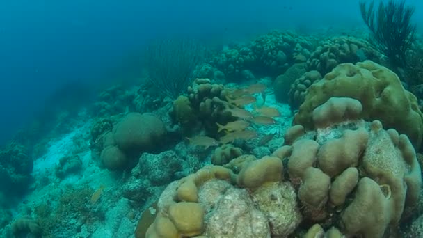 Coral Life Caribbean Sea Bonaire Island Underwater Diving 1080P Video — Stock Video