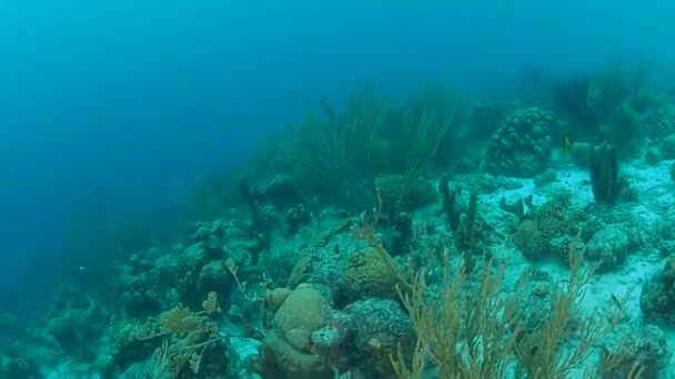 Mercan Hayat Karayip Denizi Bonaire Adası Sualtı Dalış 1080P Video — Stok video