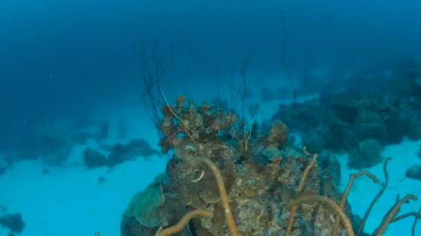 Coral Life Caribbean Sea Bonaire Island Underwater Diving 1080P Video — Stock Video