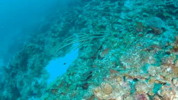 Korall Liv Karibiska Havet Bonaire Undervattens Dykning 1080P Video — Stockvideo