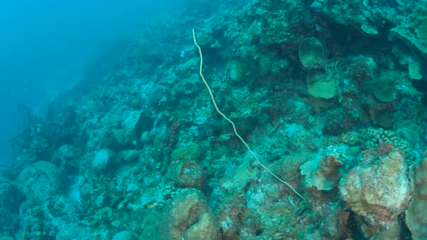 Coral Vida Caribe Mar Bonaire Ilha Subaquática Mergulho 1080P Vídeo — Vídeo de Stock