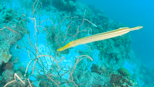 Coral Life Caribbean Sea Bonaire Island Underwater Diving 1080P Video — Stock Video