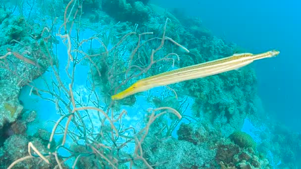 Korall Élet Karib Tenger Bonaire Sziget Víz Alatti Búvárkodás 1080P — Stock videók