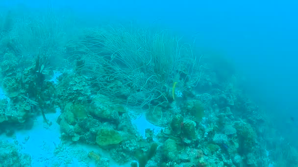 Corail Vie Caraïbe Mer Bonaire Île Plongée Sous Marine 1080P — Video