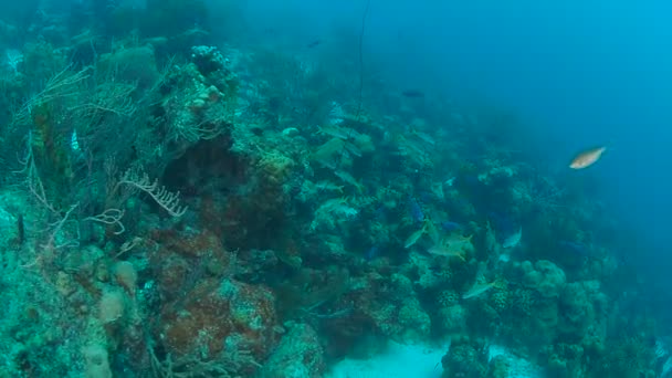 Korallenleben Karibik Meer Bonaire Insel Unterwassertauchen 1080P Video — Stockvideo