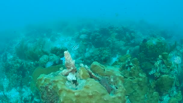 Korall Liv Karibiska Havet Bonaire Undervattens Dykning 1080P Video — Stockvideo