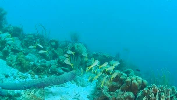Karaiby Morza Koral Życia Bonaire Wyspa Podwodnego Nurkowania Wideo 1080P — Wideo stockowe