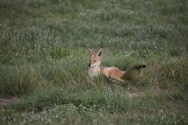 Çakal vahşi, tehlikeli Afrika memelisi Kenya