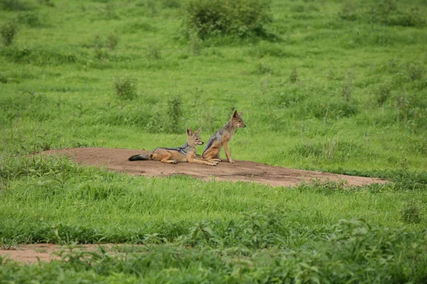 Jakhals Wild Gevaarlijk Zoogdier Africa Savannah Kenia — Stockfoto