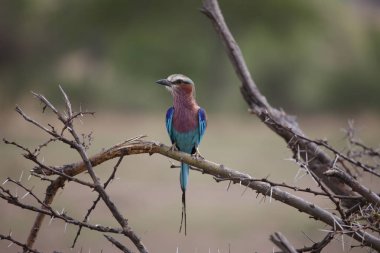 Afrika Botsvana bozkırında vahşi Afrika Kuşu