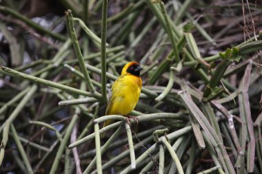 Afrika Botsvana bozkırında vahşi Afrika Kuşu