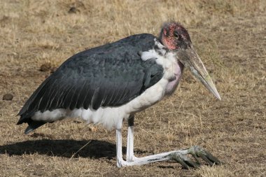 Afrika Botsvana bozkırında vahşi Afrika Kuşu