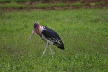 Afrika Botsvana bozkırında vahşi Afrika Kuşu