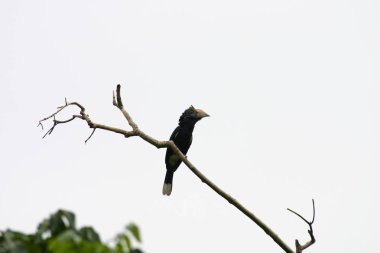 Afrika Botsvana bozkırında vahşi Afrika Kuşu