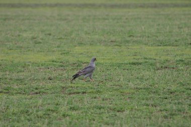 Afrika Botsvana bozkırında vahşi Afrika Kuşu