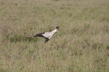 Afrika Botsvana bozkırında vahşi Afrika Kuşu