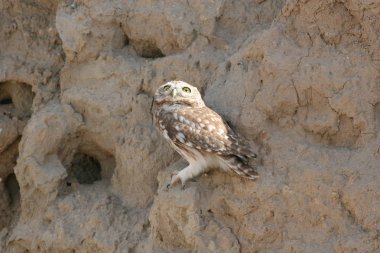 Afrika Botsvana bozkırında vahşi Afrika Kuşu