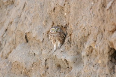 Afrika Botsvana bozkırında vahşi Afrika Kuşu