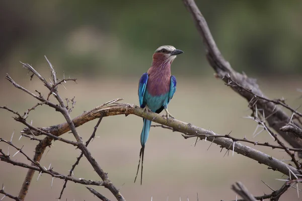 Wilde Afrikaanse Vogel Afrikaans Botswana Savanne — Stockfoto