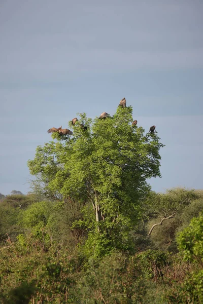 Pássaro Africano Selvagem Savana Africana Botsuana — Fotografia de Stock