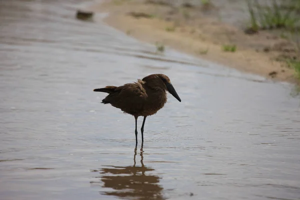 Wilder Afrikanischer Vogel Der Afrikanischen Savanne Botswanas — Stockfoto