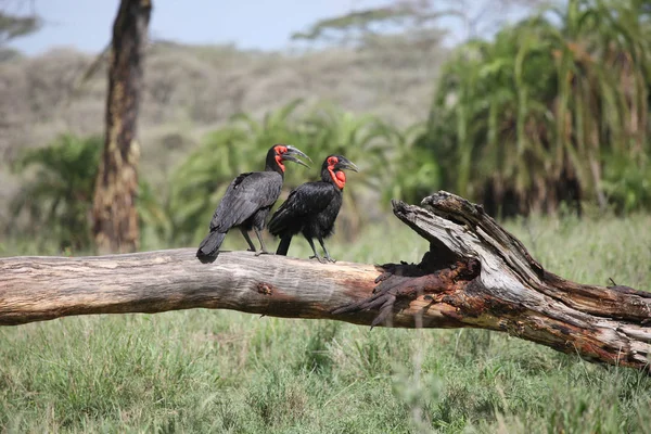 Wilder Afrikanischer Vogel Der Afrikanischen Savanne Botswanas — Stockfoto