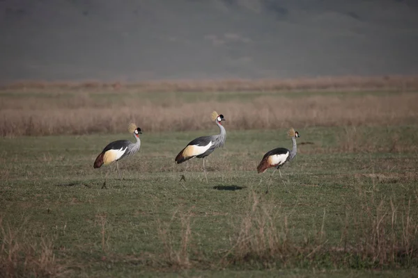 Wilder Afrikanischer Vogel Der Afrikanischen Savanne Botswanas — Stockfoto
