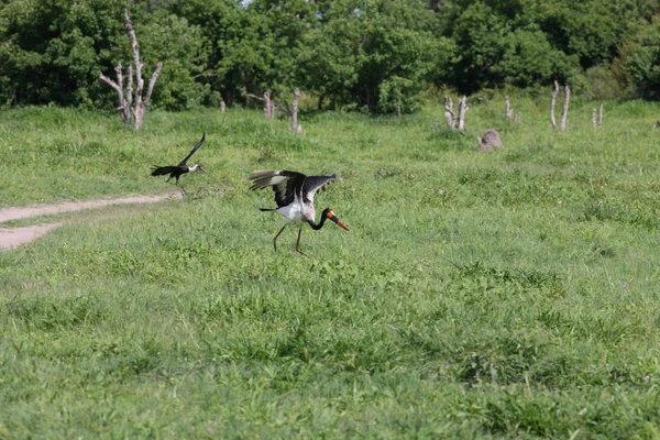 Wilder Afrikanischer Vogel Der Afrikanischen Savanne Botswanas — Stockfoto