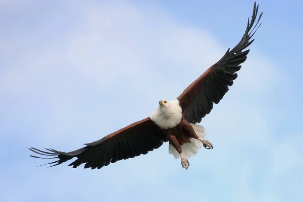 Wilde Afrikaanse Vogel Afrikaans Botswana Savanne — Stockfoto