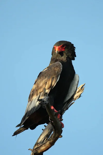 Wilde Afrikaanse Vogel Afrikaans Botswana Savanne — Stockfoto