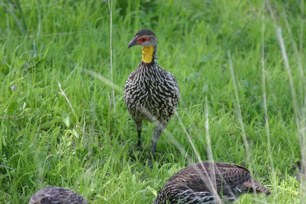 Dziki Afrykański Ptak Afrykańskiej Botswana Savannah — Zdjęcie stockowe