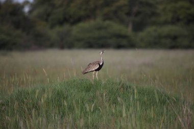 Afrika Botsvana bozkırında vahşi Afrika Kuşu