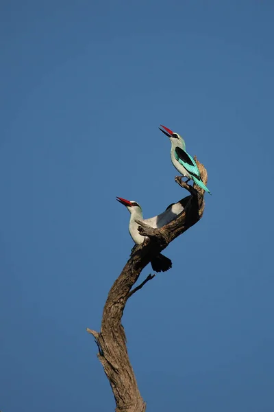 Oiseau Africain Sauvage Dans Savane Africaine Botswana — Photo