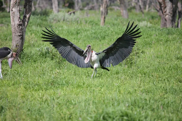 Dziki Afrykański Ptak Afrykańskiej Botswana Savannah — Zdjęcie stockowe