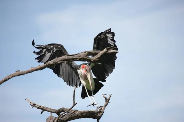 Wilder Afrikanischer Vogel Der Afrikanischen Savanne Botswanas — Stockfoto