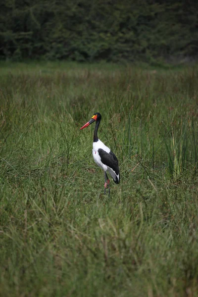 Wilder Afrikanischer Vogel Der Afrikanischen Savanne Botswanas — Stockfoto
