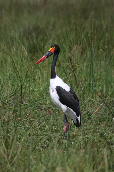 Wilder Afrikanischer Vogel Der Afrikanischen Savanne Botswanas — Stockfoto